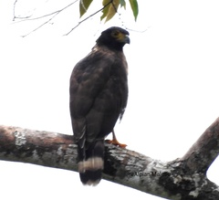 Spilornis rufipectus sulaensis