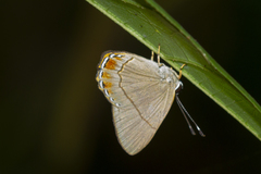 Euselasia pelor