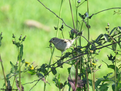 Passer hispaniolensis