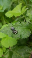Nezara viridula
