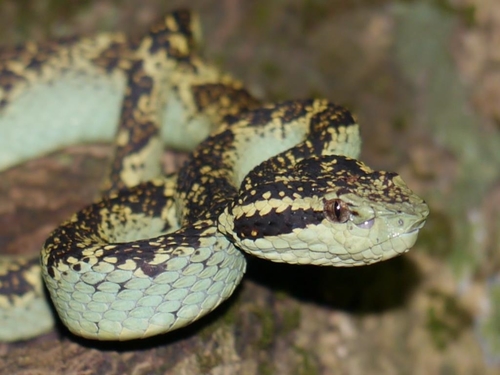 Malabarian Pit Viper, Craspedocephalus malabaricus