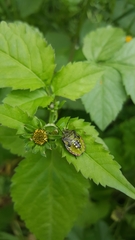 Nezara viridula