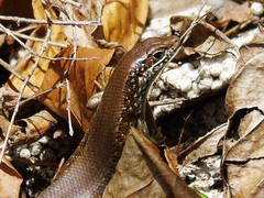 Trachylepis maculilabris