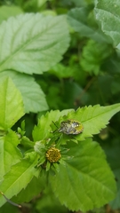 Nezara viridula