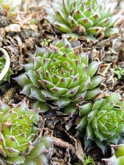 Sempervivum tectorum