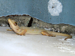Hemidactylus mabouia