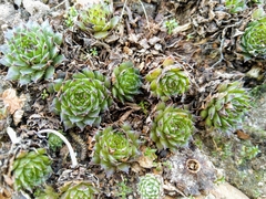 Sempervivum tectorum