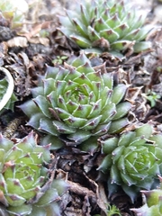 Sempervivum tectorum