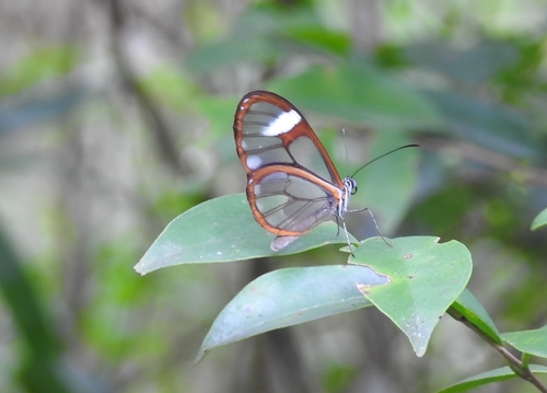 Pteronymia artena