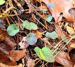 Viola walteri