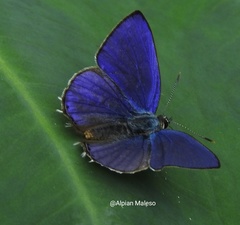 Anthene philo