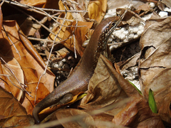 Trachylepis maculilabris