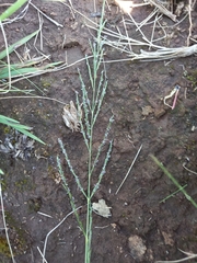 Eragrostis plana