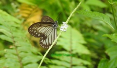 Ideopsis vitrea
