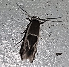 Stathmopoda megathyma