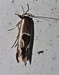 Stathmopoda megathyma