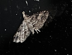 Sufetula hemiophthalma