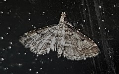 Sufetula hemiophthalma