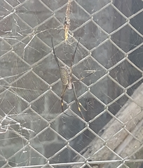 Trichonephila clavipes