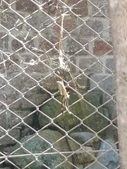 Trichonephila clavipes