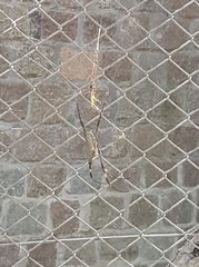 Trichonephila clavipes