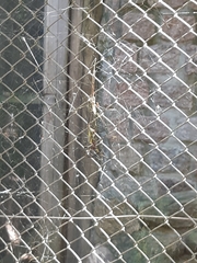 Trichonephila clavipes