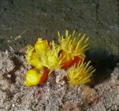 Dendrophyllia arbuscula