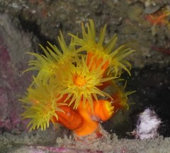 Dendrophyllia arbuscula