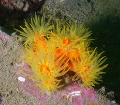 Dendrophyllia arbuscula