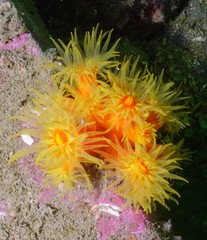 Dendrophyllia arbuscula