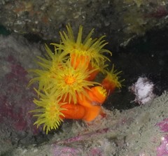 Dendrophyllia arbuscula