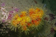 Dendrophyllia arbuscula
