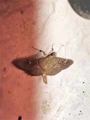 Microthyris anormalis