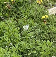 Euchloe grancanariensis