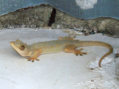 Hemidactylus mabouia