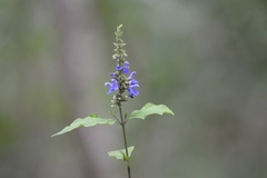 Salvia connivens
