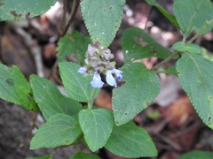 Salvia mocinoi