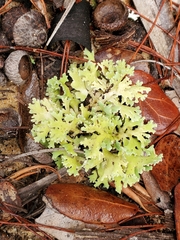 Cladonia prostrata