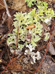 Cladonia prostrata