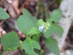 Salvia mocinoi