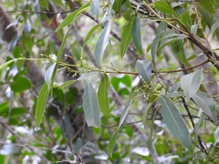Litsea glaucescens