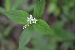 Spigelia humboldtiana