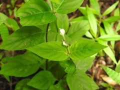 Spigelia humboldtiana