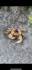 Geograpsus