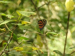 Lycorea halia atergatis