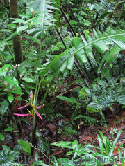 Heliconia aemygdiana