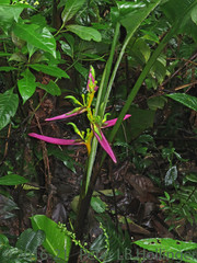 Heliconia aemygdiana