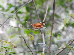 Lycorea halia atergatis