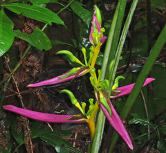 Heliconia aemygdiana