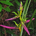 Heliconia aemygdiana - Photo (c) Peter Hollinger, algunos derechos reservados (CC BY-NC), uploaded by Peter Hollinger